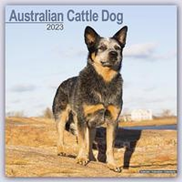 Australian Cattle Dog - Australische Cattle Dogs 2023 - 16-M