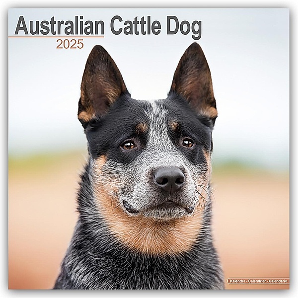 Australian Cattle Dog - Australische Cattle Dogs 2025 - 16-Monatskalender, Avonside Publishing Ltd
