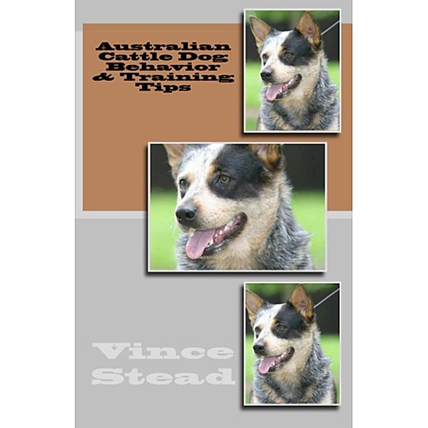 Australian Cattle Dog Behavior & Training Tips, Vince Stead