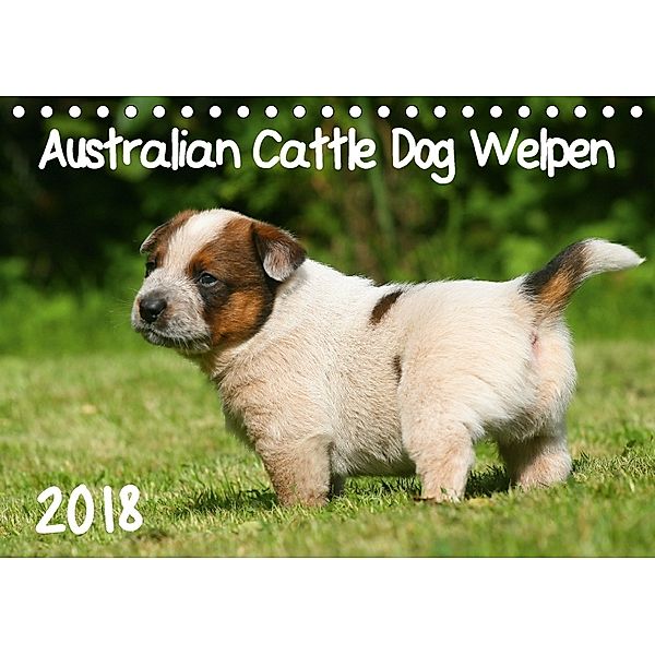 Australian Cattle Dog Welpen (Tischkalender 2018 DIN A5 quer), Susan Milau