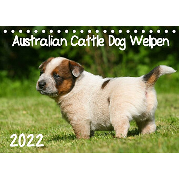 Australian Cattle Dog Welpen (Tischkalender 2022 DIN A5 quer), Susan Milau