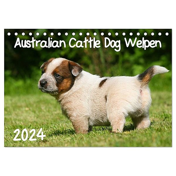 Australian Cattle Dog Welpen (Tischkalender 2024 DIN A5 quer), CALVENDO Monatskalender, Susan Milau