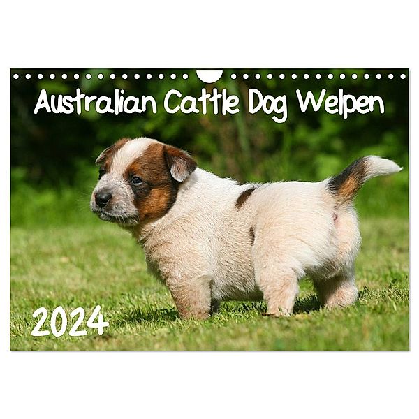 Australian Cattle Dog Welpen (Wandkalender 2024 DIN A4 quer), CALVENDO Monatskalender, Susan Milau