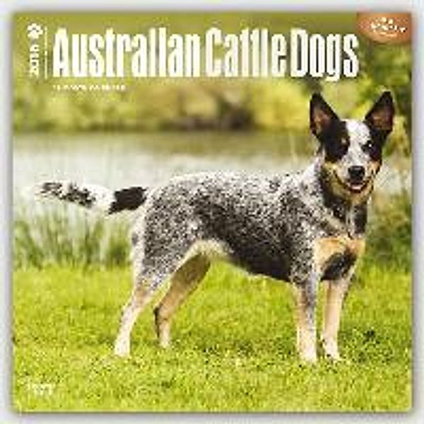 Australian Cattle Dogs 2016