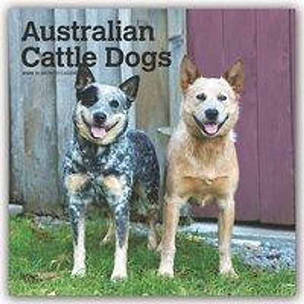 Australian Cattle Dogs 2020, BrownTrout Publisher