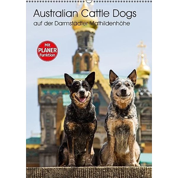 Australian Cattle Dogs auf der Darmstädter Mathildenhöhe (Wandkalender 2017 DIN A2 hoch), Verena Scholze