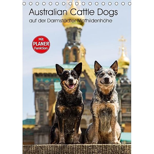Australian Cattle Dogs auf der Darmstädter Mathildenhöhe (Tischkalender 2017 DIN A5 hoch), Verena Scholze