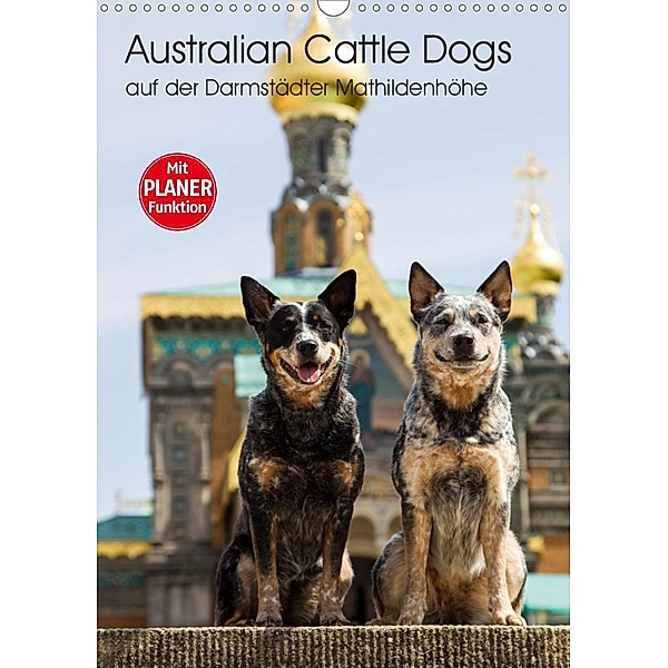 Australian Cattle Dogs auf der Darmstädter Mathildenhöhe (Wandkalender 2021 DIN A3 hoch), Fotodesign Verena Scholze