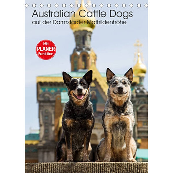 Australian Cattle Dogs auf der Darmstädter Mathildenhöhe (Tischkalender 2022 DIN A5 hoch), Fotodesign Verena Scholze