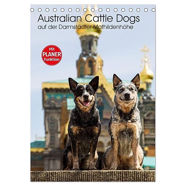 Australian Cattle Dogs auf der Darmstädter Mathildenhöhe (Tischkalender 2024 DIN A5 hoch), CALVENDO Monatskalender, Fotodesign Verena Scholze