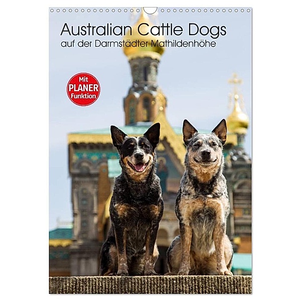Australian Cattle Dogs auf der Darmstädter Mathildenhöhe (Wandkalender 2024 DIN A3 hoch), CALVENDO Monatskalender, Fotodesign Verena Scholze