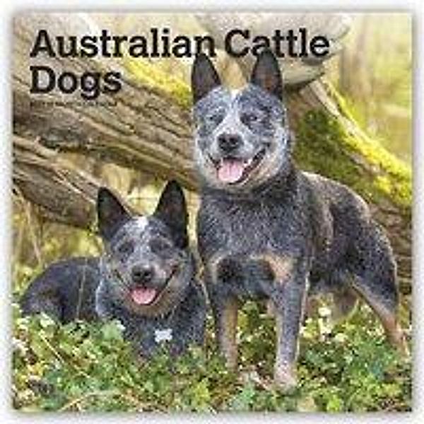 Australian Cattle Dogs - Australische Cattle Dogs 2021 - 16-Monatskalender mit freier DogDays-App, BrownTrout Publisher