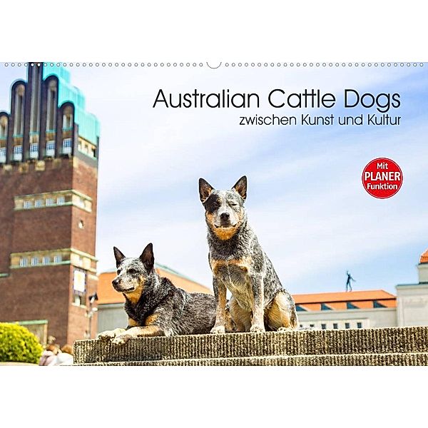 Australian Cattle Dogs zwischen Kunst und Kultur (Wandkalender 2023 DIN A2 quer), Fotodesign Verena Scholze