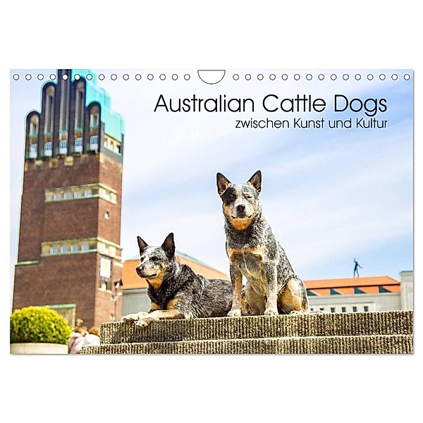 Australian Cattle Dogs zwischen Kunst und Kultur (Wandkalender 2024 DIN A4 quer), CALVENDO Monatskalender, Fotodesign Verena Scholze
