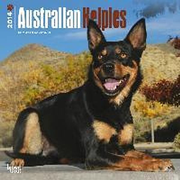 Australian Kelpies Calendar