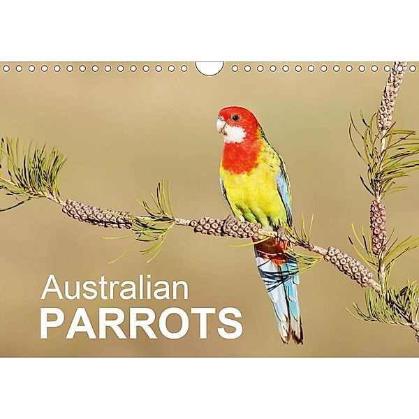 Australian Parrots (Wall Calendar 2021 DIN A4 Landscape), BIA - birdimagency