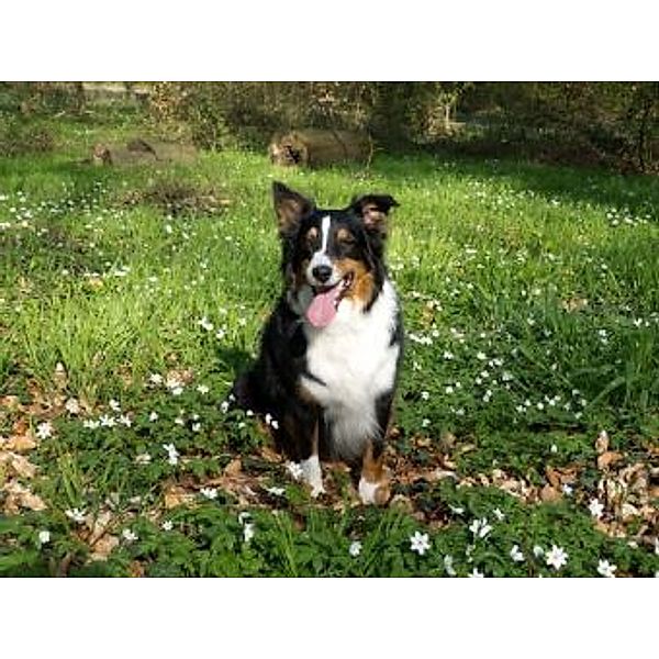 Australian Shepherd - 1.000 Teile (Puzzle)