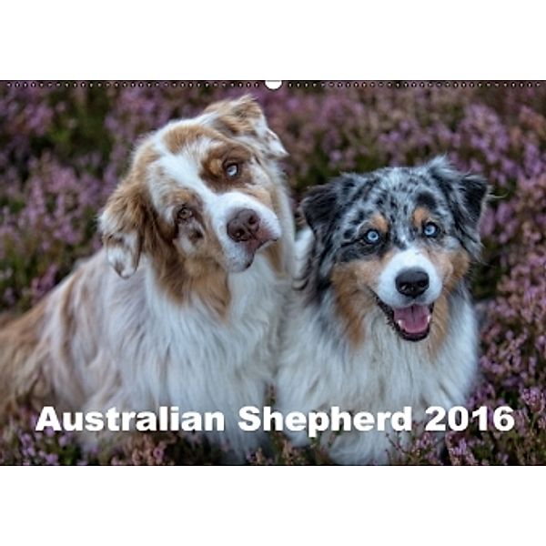 Australian Shepherd 2016 (Wandkalender 2016 DIN A2 quer), Annett Mirsberger