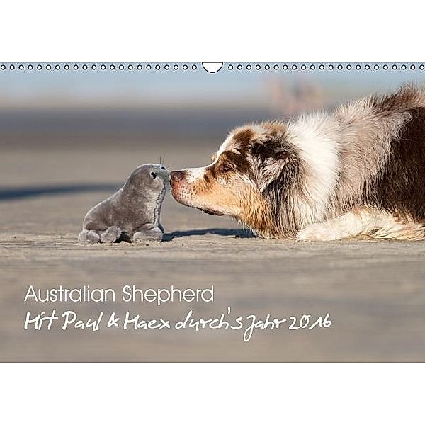 Australian Shepherd 2016 (Wandkalender 2016 DIN A3 quer), Annett Mirsberger