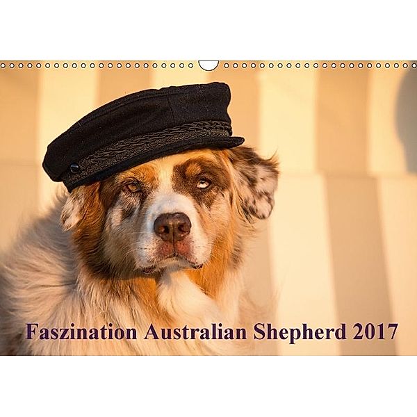 Australian Shepherd 2017 (Wandkalender 2017 DIN A3 quer), Annett Mirsberger, Annett Mirsberger www.tierpfoto.de