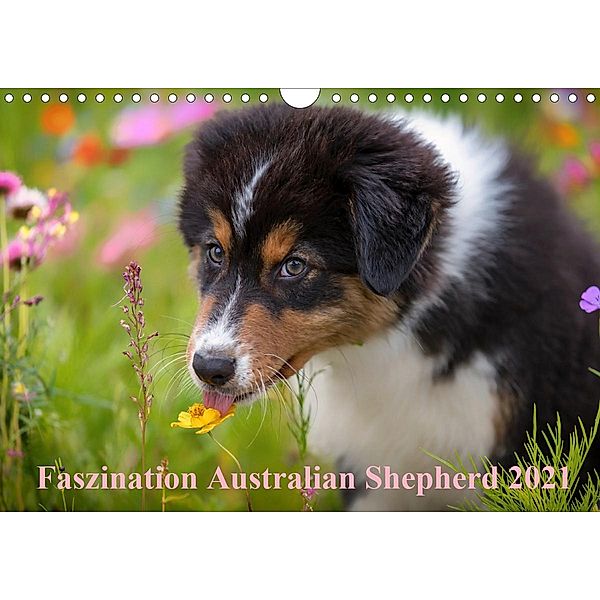 Australian Shepherd 2021 (Wandkalender 2021 DIN A4 quer), Annett Mirsberger www.tierpfoto.de