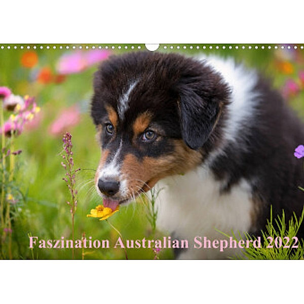 Australian Shepherd 2022 (Wandkalender 2022 DIN A3 quer), Annett Mirsberger  www.tierpfoto.de