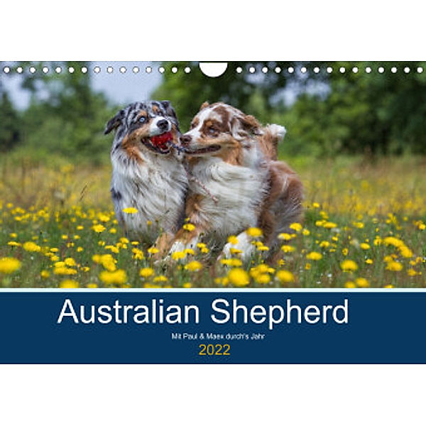 Australian Shepherd 2022 (Wandkalender 2022 DIN A4 quer), Annett Mirsberger