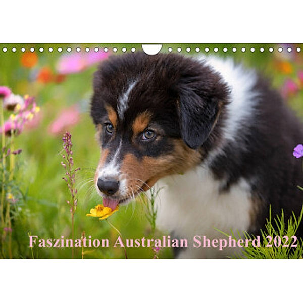 Australian Shepherd 2022 (Wandkalender 2022 DIN A4 quer), Annett Mirsberger  www.tierpfoto.de