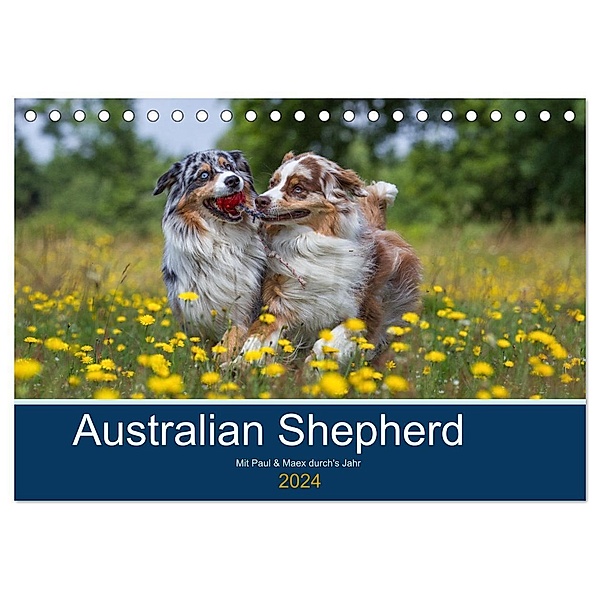 Australian Shepherd 2024 (Tischkalender 2024 DIN A5 quer), CALVENDO Monatskalender, Annett Mirsberger