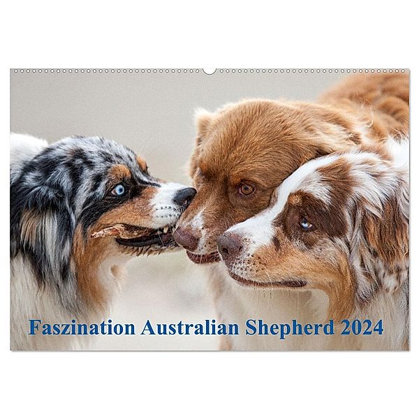 Australian Shepherd 2024 (Wandkalender 2024 DIN A2 quer), CALVENDO Monatskalender, Annett Mirsberger