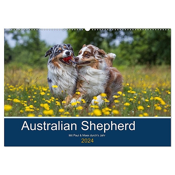 Australian Shepherd 2024 (Wandkalender 2024 DIN A2 quer), CALVENDO Monatskalender, Annett Mirsberger