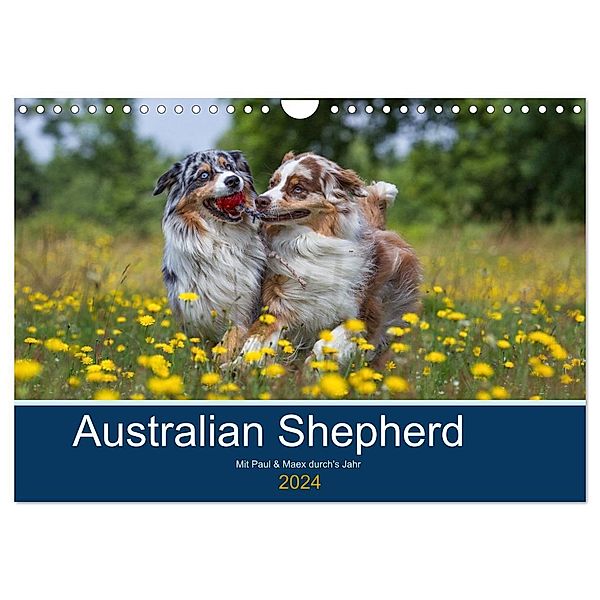 Australian Shepherd 2024 (Wandkalender 2024 DIN A4 quer), CALVENDO Monatskalender, Annett Mirsberger