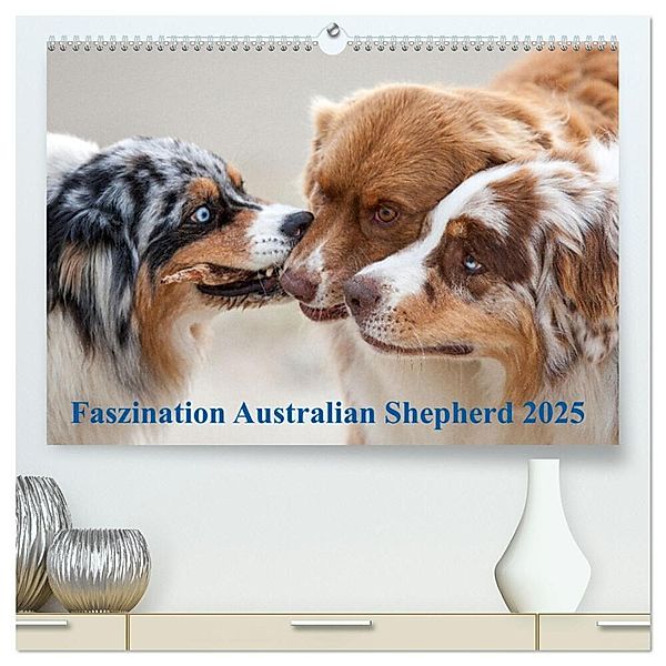 Australian Shepherd 2025 (hochwertiger Premium Wandkalender 2025 DIN A2 quer), Kunstdruck in Hochglanz, Calvendo, Annett Mirsberger
