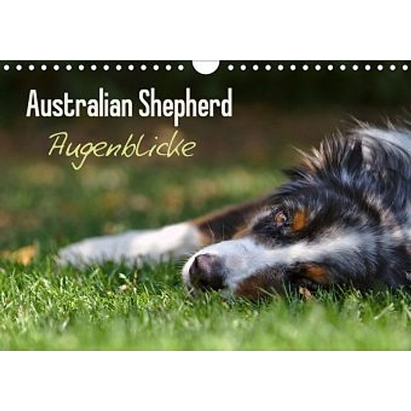 Australian Shepherd - Augenblicke (Wandkalender 2020 DIN A4 quer), David Andrey