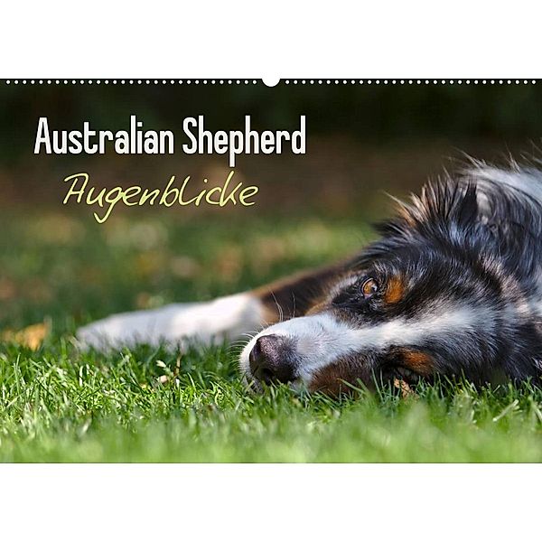 Australian Shepherd - Augenblicke (Wandkalender 2023 DIN A2 quer), David Andrey