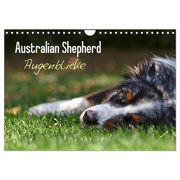 Australian Shepherd - Augenblicke (Wandkalender 2024 DIN A4 quer), CALVENDO Monatskalender, David Andrey