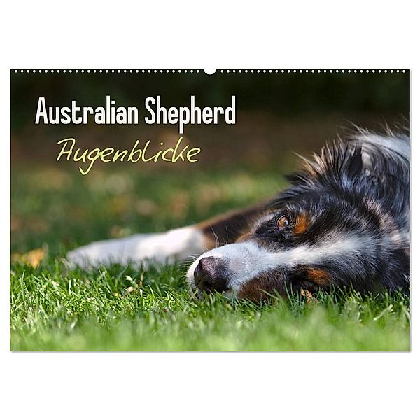 Australian Shepherd - Augenblicke (Wandkalender 2024 DIN A2 quer), CALVENDO Monatskalender, David Andrey