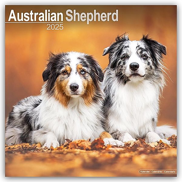 Australian Shepherd - Australische Schäferhunde 2025 - 16-Monatskalender, Avonside Publishing Ltd