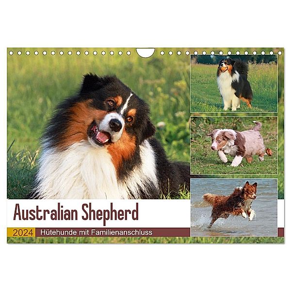 Australian Shepherd - Hütehunde mit Familienanschluss (Wandkalender 2024 DIN A4 quer), CALVENDO Monatskalender, Barbara Mielewczyk
