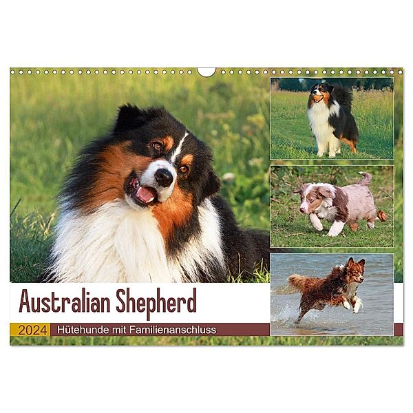 Australian Shepherd - Hütehunde mit Familienanschluss (Wandkalender 2024 DIN A3 quer), CALVENDO Monatskalender, Barbara Mielewczyk