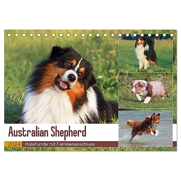 Australian Shepherd - Hütehunde mit Familienanschluss (Tischkalender 2024 DIN A5 quer), CALVENDO Monatskalender, Barbara Mielewczyk