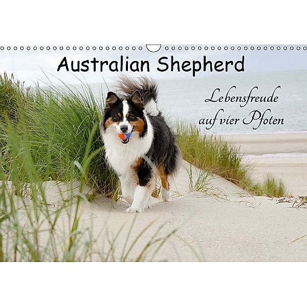 Australian Shepherd - Lebensfreude auf vier Pfoten (Wandkalender 2018 DIN A3 quer), Miriam Nozulak