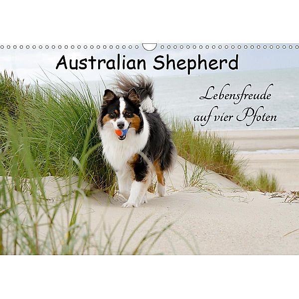 Australian Shepherd - Lebensfreude auf vier Pfoten (Wandkalender 2021 DIN A3 quer), Miriam Nozulak