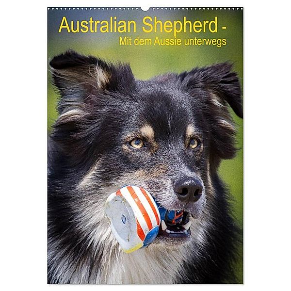 Australian Shepherd - Mit dem Aussie unterwegs (Wandkalender 2024 DIN A2 hoch), CALVENDO Monatskalender, Andrea Mayer Tierfotografie