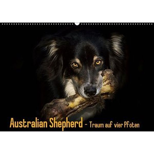 Australian Shepherd - Traum auf vier Pfoten (Wandkalender 2020 DIN A2 quer), Andrea Mayer