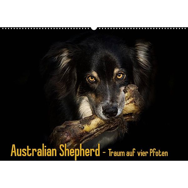 Australian Shepherd - Traum auf vier Pfoten (Wandkalender 2023 DIN A2 quer), Andrea Mayer Tierfotografie