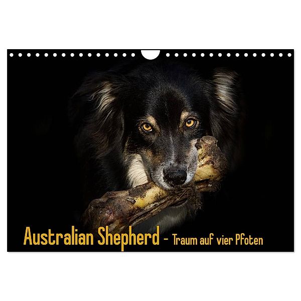 Australian Shepherd - Traum auf vier Pfoten (Wandkalender 2024 DIN A4 quer), CALVENDO Monatskalender, Andrea Mayer Tierfotografie