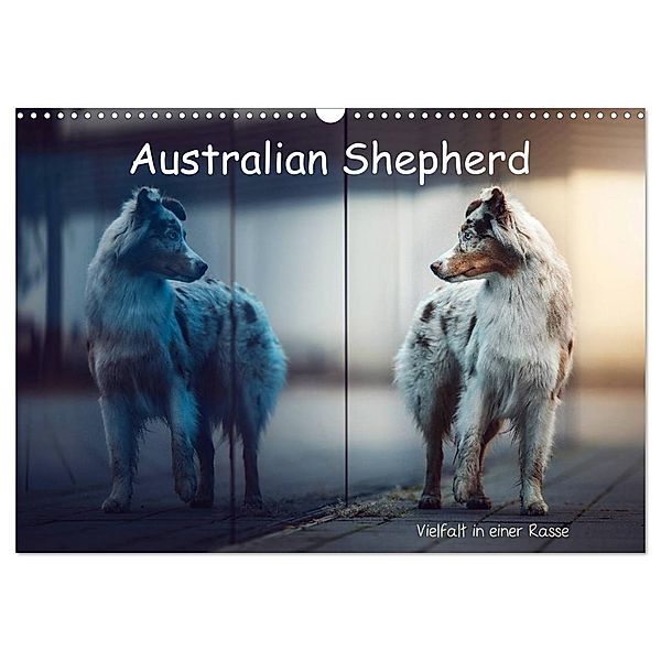 Australian Shepherd - Vielfalt in einer Rasse (Wandkalender 2024 DIN A3 quer), CALVENDO Monatskalender, Sabrina Wobith Photography