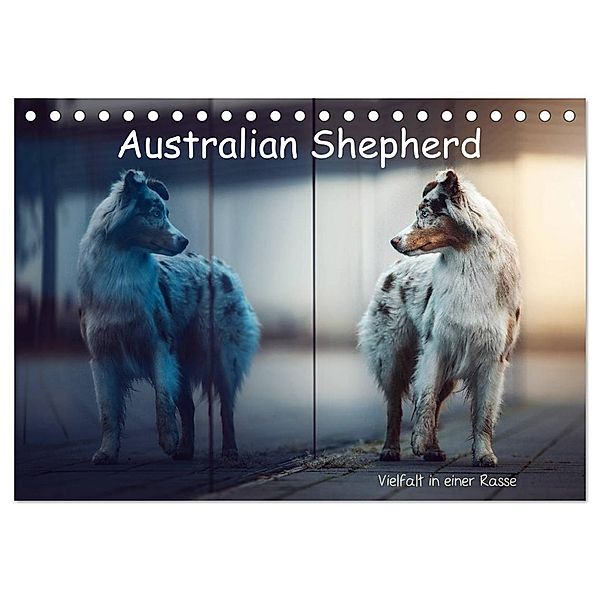 Australian Shepherd - Vielfalt in einer Rasse (Tischkalender 2025 DIN A5 quer), CALVENDO Monatskalender, Calvendo, Sabrina Wobith Photography