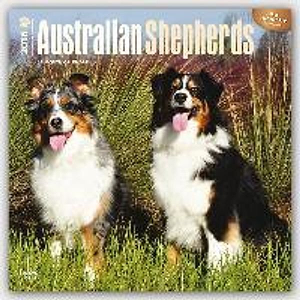 Australian Shepherds 2016